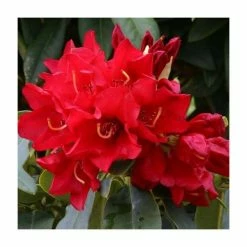 1ft Dwarf Rhododendron 'Gertrude Schale' | 3L Pot