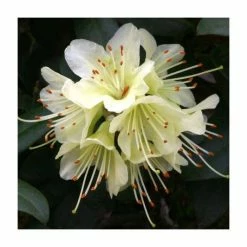 1ft Dwarf Rhododendron 'Princess Anne' | 3L Pot