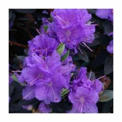 1ft Dwarf Rhododendron 'Ramapo' | 3L Pot