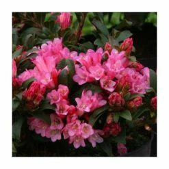 1ft Dwarf Rhododendron 'Razorbill' | 3L Pot