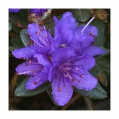 1ft Dwarf Rhododendron 'Sacko' | 3L Pot