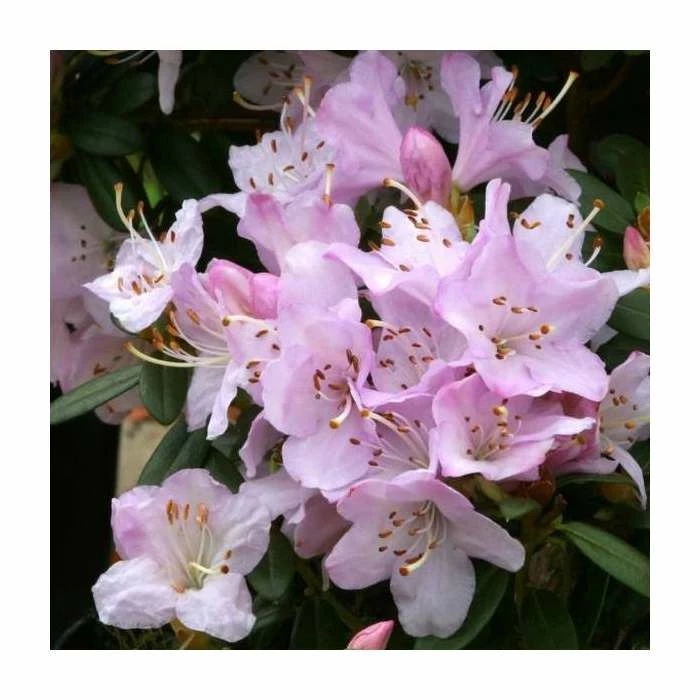 1ft Dwarf Rhododenron 'Snipe' | 3L Pot