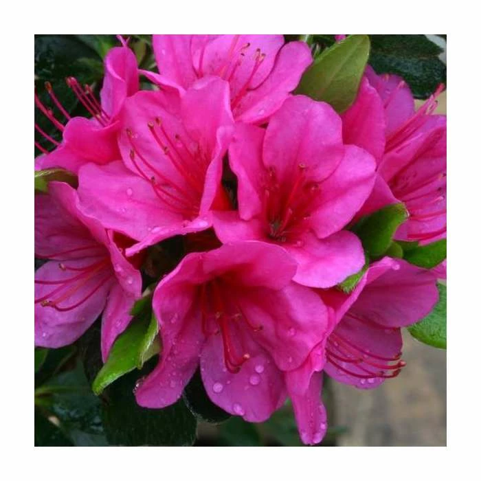 1ft Evergreen Azalea 'Corany' |3L Pot | Azelea japonica