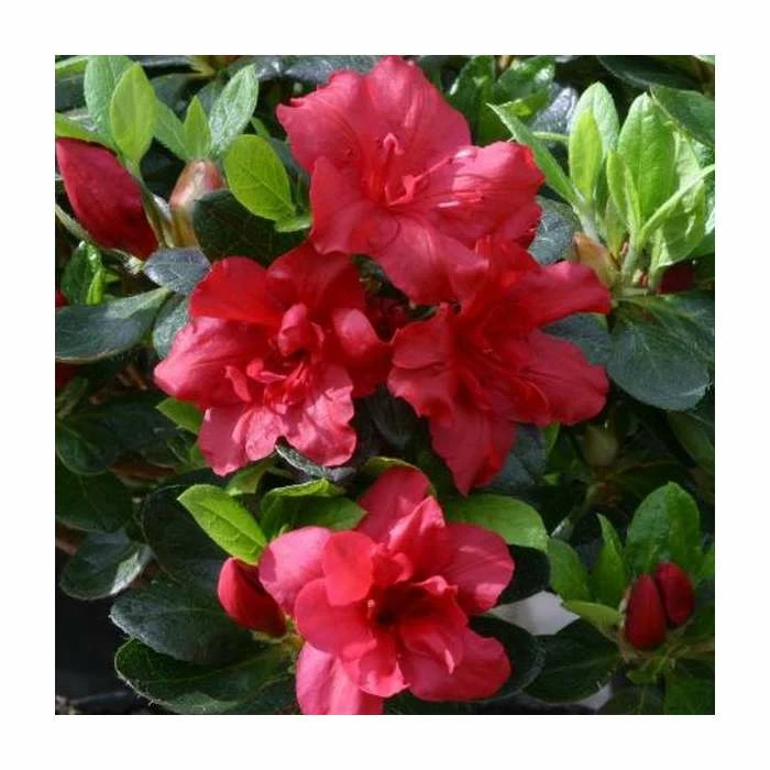 1ft Evergreen Azalea 'Florida' |3L Pot | Azelea japonica