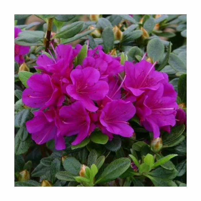1ft Evergreen Azalea 'Geisha Purple' |3L Pot | Azelea japonica