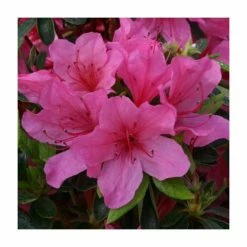 1ft Evergreen Azalea 'Madame Van Hecke' |3L Pot | Azelea japonica