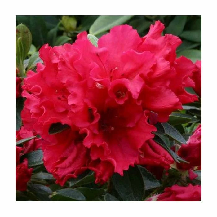 1ft Evergreen Azalea 'Red Wing' |3L Pot | Azelea japonica