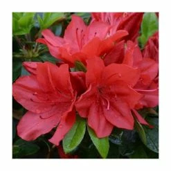 1ft Evergreen Azalea 'Torchlight' |3L Pot | Azelea japonica