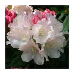 1ft Rhododendron 'Dreamland' | 3L Pot | Rhododendron Yakushimanum