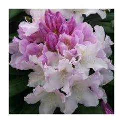 1ft Rhododendron 'Hoppy' | 3L Pot | Rhododendron Yakushimanum