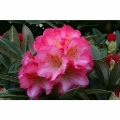 1ft Rhododendron 'Surrey Heath' | 3L Pot | Rhododendron Yakushimanum