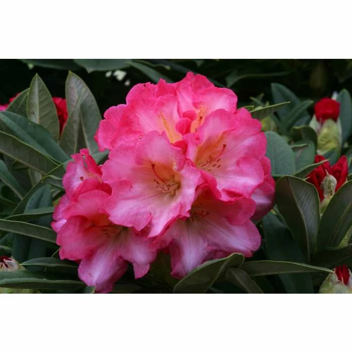1ft Rhododendron 'Surrey Heath' | 3L Pot | Rhododendron Yakushimanum
