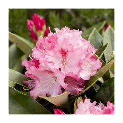 1ft Rhododendron 'Excelsior' | 3L Pot | Rhododendron Yakushimanum