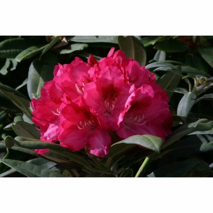1ft Rhododendron 'Sneezey' | 3L Pot | Rhododendron Yakushimanum