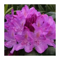 Rhododendron 'Roseum Elegans'