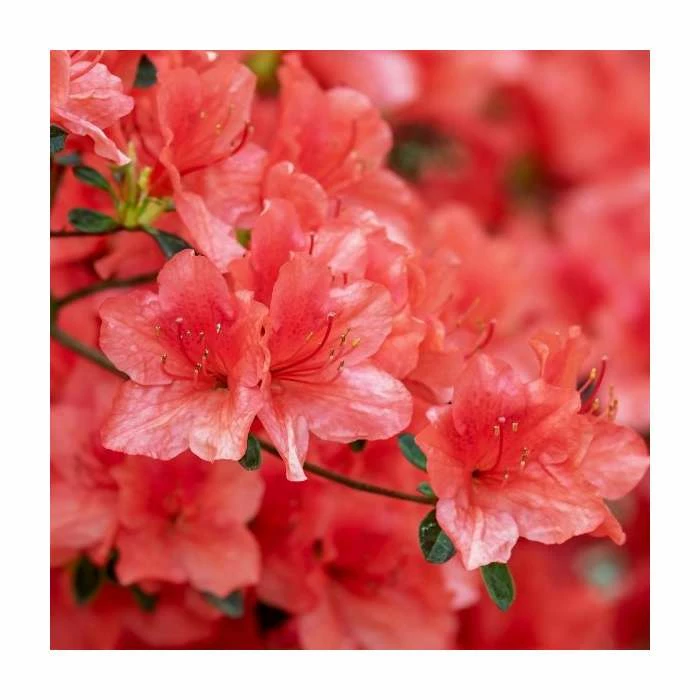 40cm Azalea 'Rosa King' | 2 Litre Pot