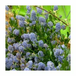 40cm Ceanothus 'Skylark' | 2 Litre Pot