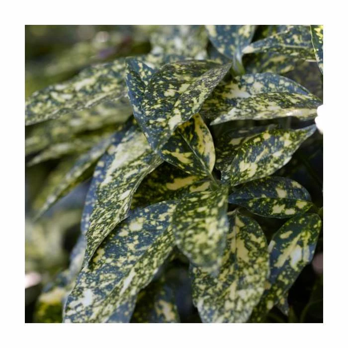 40cm Aucuba Japonica | 2 Litre Pot