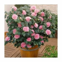 40cm Camellia Pink | 2 Litre Pot