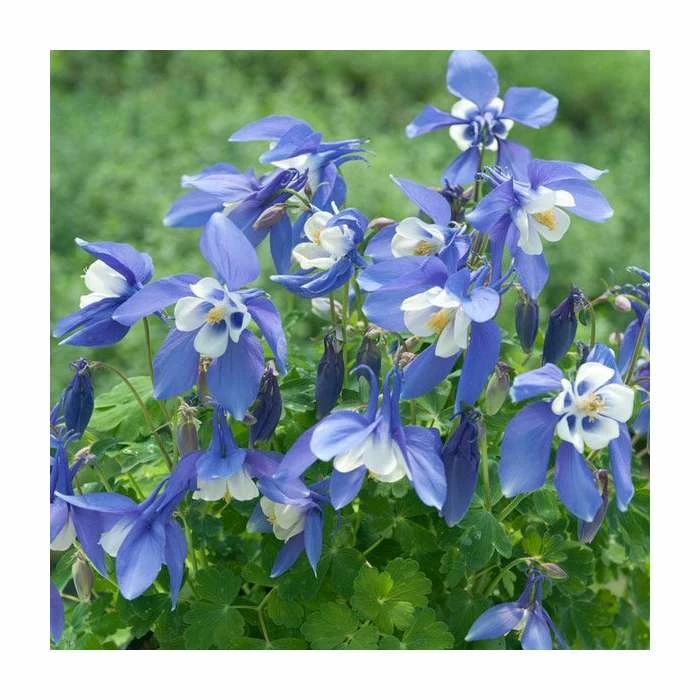 Aquilegia 'Spring Magic Navy & White' | 2L Pot