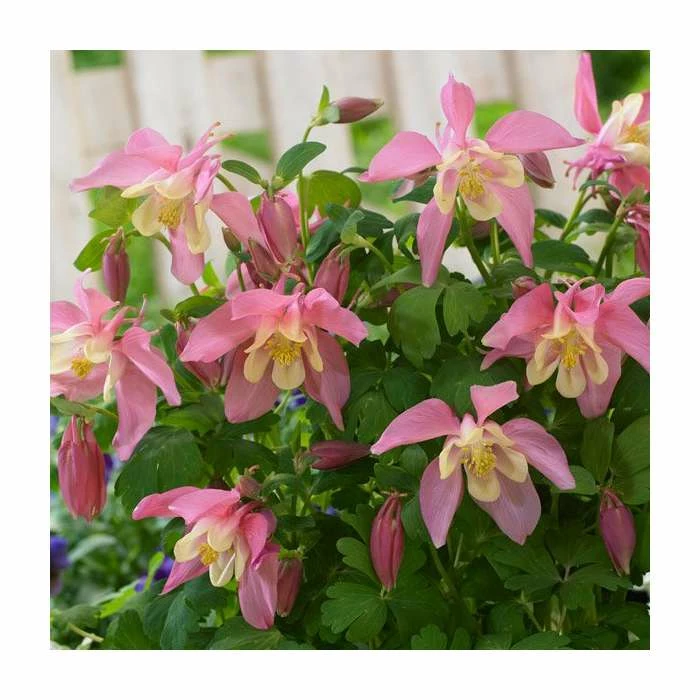 30cm Aquilegia 'Spring Magic Rose & Ivory' | 3L Pot