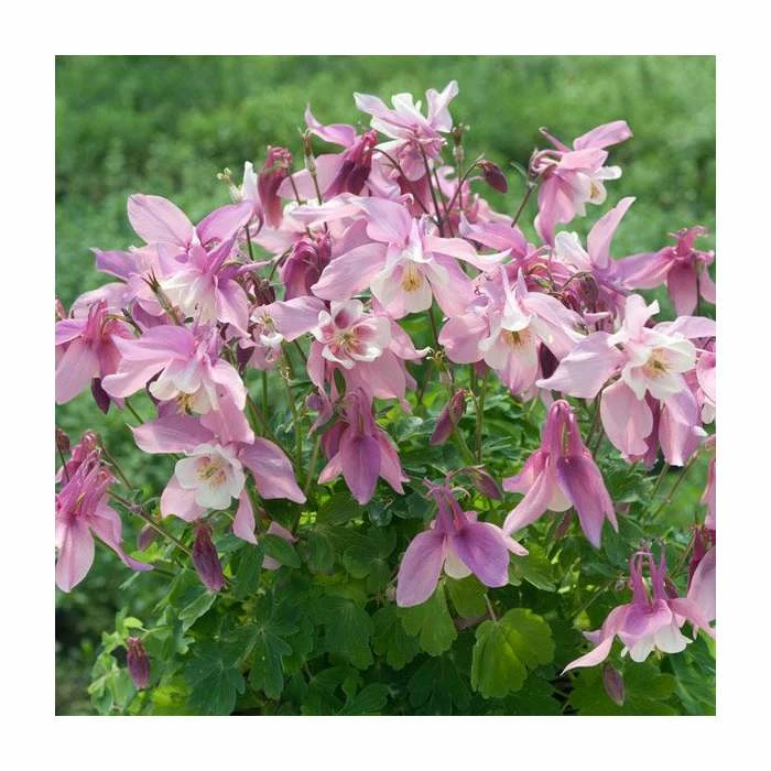 Aquilegia 'Spring Magic Rose & White' | Granny's Bonnet