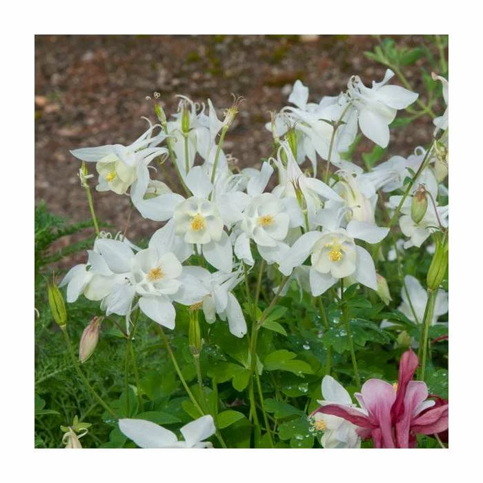 30cm Aquilegia 'Spring Magic White' | 3L Pot