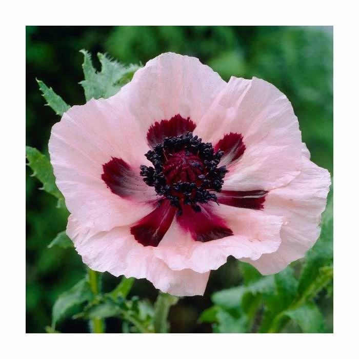 30cm Papaver 'Princess Victoria Louise' | 3L Pot