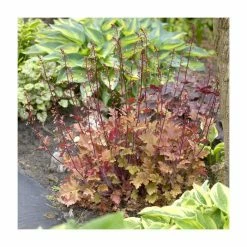 Heuchera 'Marmalade' | Coral Bells