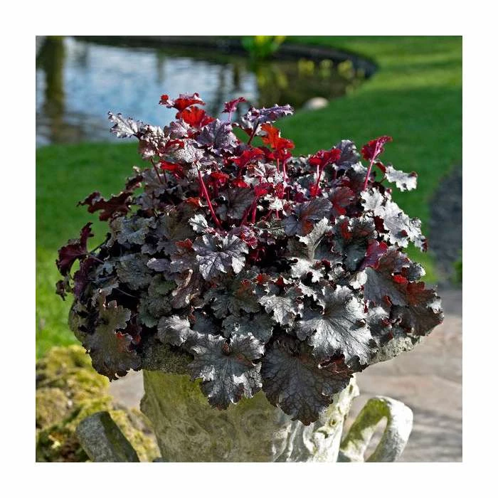 Heuchera 'Plum Pudding' | Coral Bells