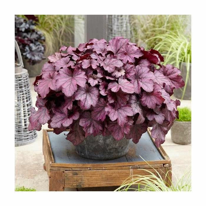 Heuchera 'Wild Rose' | Coral Bells