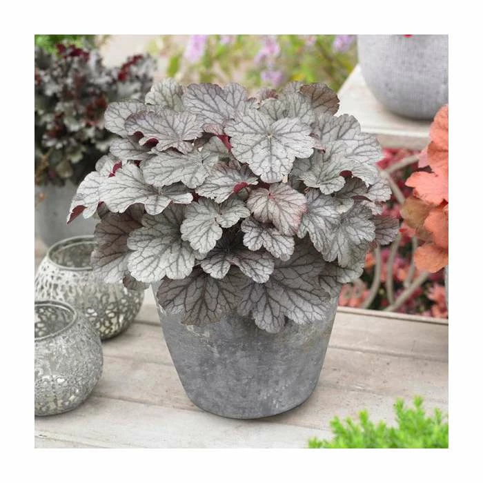 Heuchera x hybrida 'Huckleberry' | Coral Bells