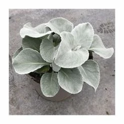 Senecio candidans 'Angel Wings'