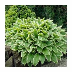 20cm Hosta 'Albomarginata' | 3L Pot