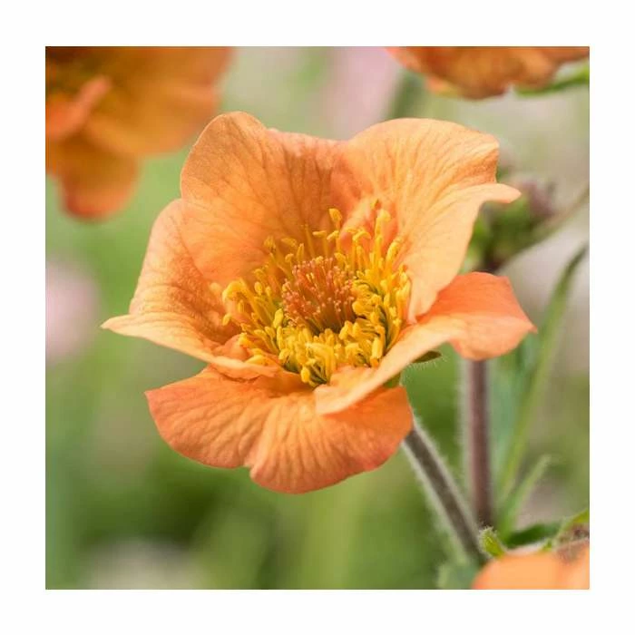 Geum 'Totally Tangerine' | Aven - Image 2