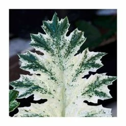 30cm Acanthus 'Whitewater' | 3L Pot