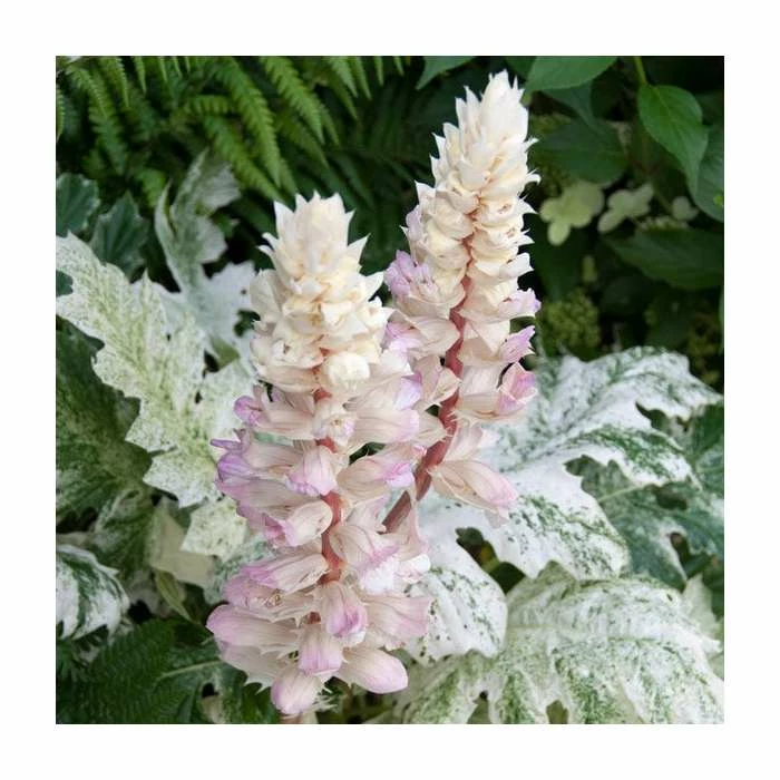 30cm Acanthus 'Whitewater' | 3L Pot - Image 2