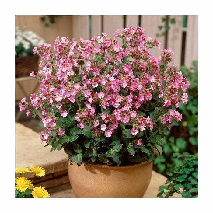 30cm Silene 'Rollies Favourite' | 3L Pot