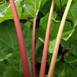 Rheum rhabarbarum 'Champagne' | Rhubarb Plant