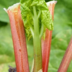 Rheum rhabarbarum 'Timperley Early' | Rhubarb Plant