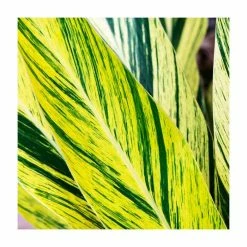 Alpinia zerumbet 'Variegata' | Variegated Ginger | 3L Pot