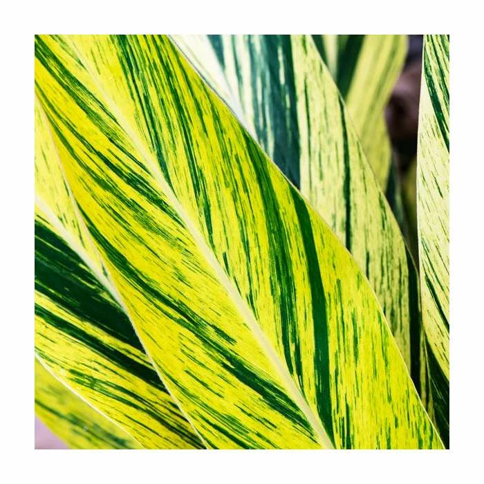 Alpinia zerumbet 'Variegata' | Variegated Ginger | 3L Pot