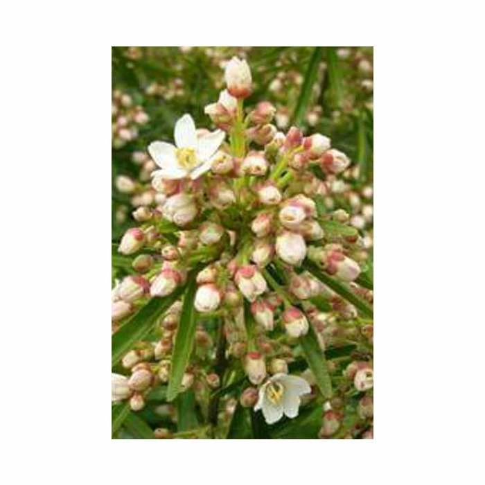 Mexican orange 'Aztec Pearl' | Choisya × dewitteana 'Aztec Pearl' | 3L Pot