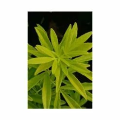 Mexican orange 'Goldfingers' | Choisya × dewitteana 'Goldfingers' (Limo) | 3L Pot