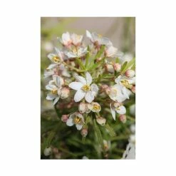 Mexican orange 'Royal Lace' | Choisya Royal Lace | 3L Pot