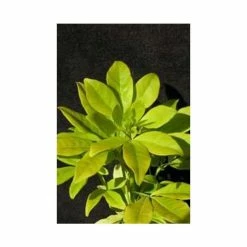 Mexican orange 'Sundance' | Choisya ternata Sundance ('Lich')| 3L Pot