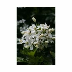 Mexican orange blossom | Choisya ternata | 3L Pot