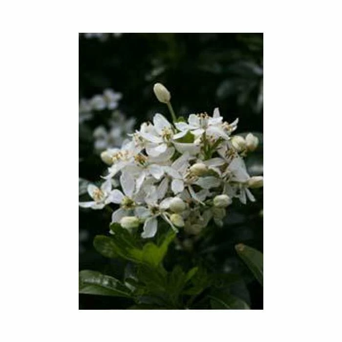 Mexican orange blossom | Choisya ternata | 3L Pot