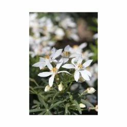 Mexican orange 'White Dazzler' | Choisya × dewitteana White Dazzler | 3L Pot