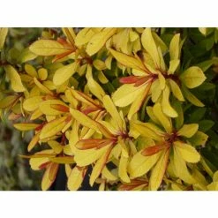 Escallonia 'Glowing Embers' | 3L